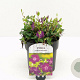 Vinca minor 'Atropurpurea' 15-20 cm 2,0L