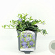 Vinca minor 15-20 cm 2,0L