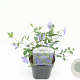 Vinca minor 15-20 cm 2,0L