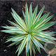Yucca gloriosa 'Variegata' 25-30 cm 2,0L