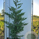 Cupressocyparis leylandii 150-175 cm 10L