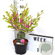 Indigofera heterantha 40-60 cm 3,0L