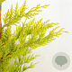 Cupressocyparis l. 'Gold Rider' 50-60 cm 3,0L