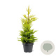 Cupressocyparis l. 'Gold Rider' 50-60 cm 3,0L