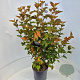 Physocarpus opulifolius 'Amber Queen' 80-100 cm 10L