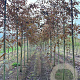Acer davidii 'Rosalie' 12-14 HO draadkluit