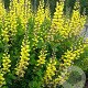 Baptisia 'Solar Flare' GM P9