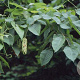 Carpinus cordata 450-500 cm draadkluit solitair