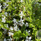 Campanula posch. 'E.H. Frost' GM P9