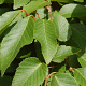 Carpinus turczaninowii 350-400 cm draadkluit solitair