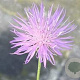Centaurea simplicicaulis GM P9