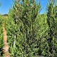 Cupressocyparis l. 'Tweeduizendéén' 200-225 cm draadkluit extra