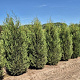 Cupressocyparis l. 'Tweeduizendéén' 200-225 cm draadkluit extra