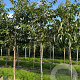 Diospyros lotus 10-12 HO draadkluit