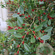 Distylium racemosum 125-150 cm 15L struik