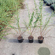 Escallonia 'Donard Seedling' 40-60 cm C1.3