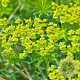 Euphorbia ceratocarpa GM P9