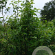 Halesia carolina 200-250 cm draadkluit meerstammig 160-180 cm diameter