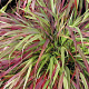 Hakonechloa macra 'Beni-kaze' GM P9