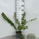 Hypericum dummeri 'Peter Dummer' 30-40 cm C1.3