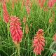 Kniphofia 'Redhot Popsicle' GM P9