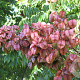 Koelreuteria elegans 40-45 HO draadkluit