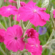 Lychnis 'Hill Grounds' GM P9