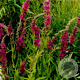 Lythrum sal. 'The Beacon' GM P9