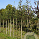 Malus micromalus 10-12 HO draadkluit
