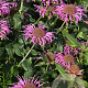 Monarda 'Violet Queen' GM P9