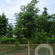 Phellodendron amurense 40-45 HO draadkluit