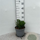 Pinus mugo pumilio 10-12 cm 5,0L