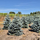 Picea pungens 'Super Blue' 150-175 cm draadkluit extra