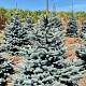 Picea pungens 'Super Blue' 150-175 cm draadkluit extra