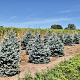 Picea pungens 'Super Blue' 150-175 cm draadkluit extra