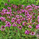 Prunella grand. 'Bella Pink' GM P9