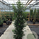 Prunus l. 'Angustifolia' 150-175 cm 20L