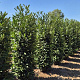 Prunus l. Elly 200-225 cm draadkluit extra