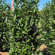 Prunus l. Elly 200-225 cm draadkluit extra