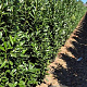 Prunus l. Elly 200-225 cm draadkluit extra