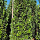 Prunus l. Elly 225-250 cm draadkluit extra