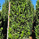 Prunus l. Elly 225-250 cm draadkluit extra