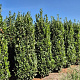 Prunus l. Elly 225-250 cm draadkluit extra