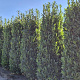 Prunus l. Elly 250-275 cm draadkluit extra