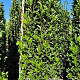 Prunus l. Elly 250-275 cm draadkluit extra