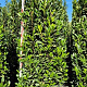 Prunus l. Elly 250-275 cm draadkluit extra