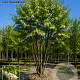 Pterostyrax corymbosa 250-300 cm draadkluit meerstammig 350-400 diameter