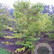 Pterostyrax hispida 250-300 cm draadkluit meerstammig 350-400 diameter