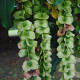 Pterocarya rehderiana 175-200 cm 15L solitair