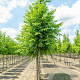 Pterocarya rhoifolia 30-35 HO draadkluit